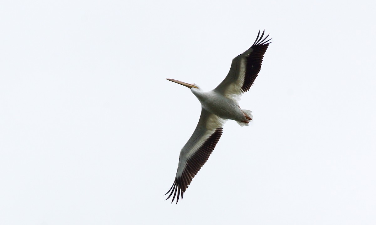American White Pelican - Steve Percival