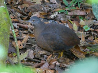 Little Tinamou, ML92208271