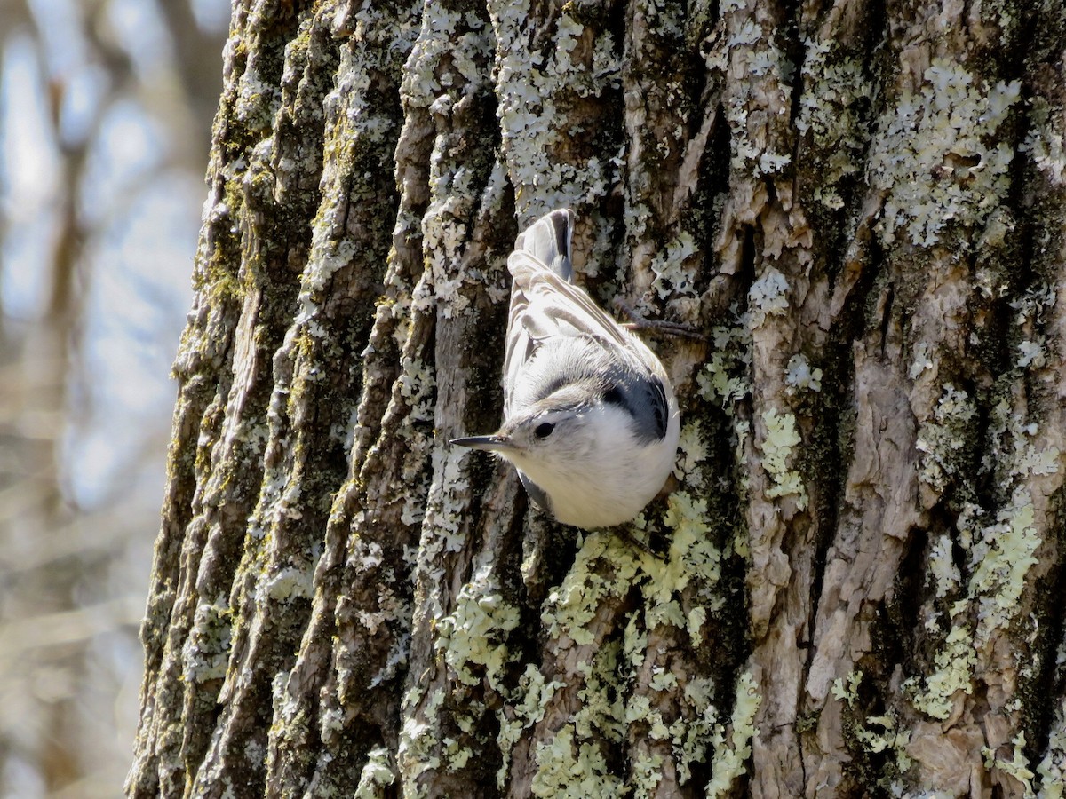 White-breasted Nuthatch - ML92212621