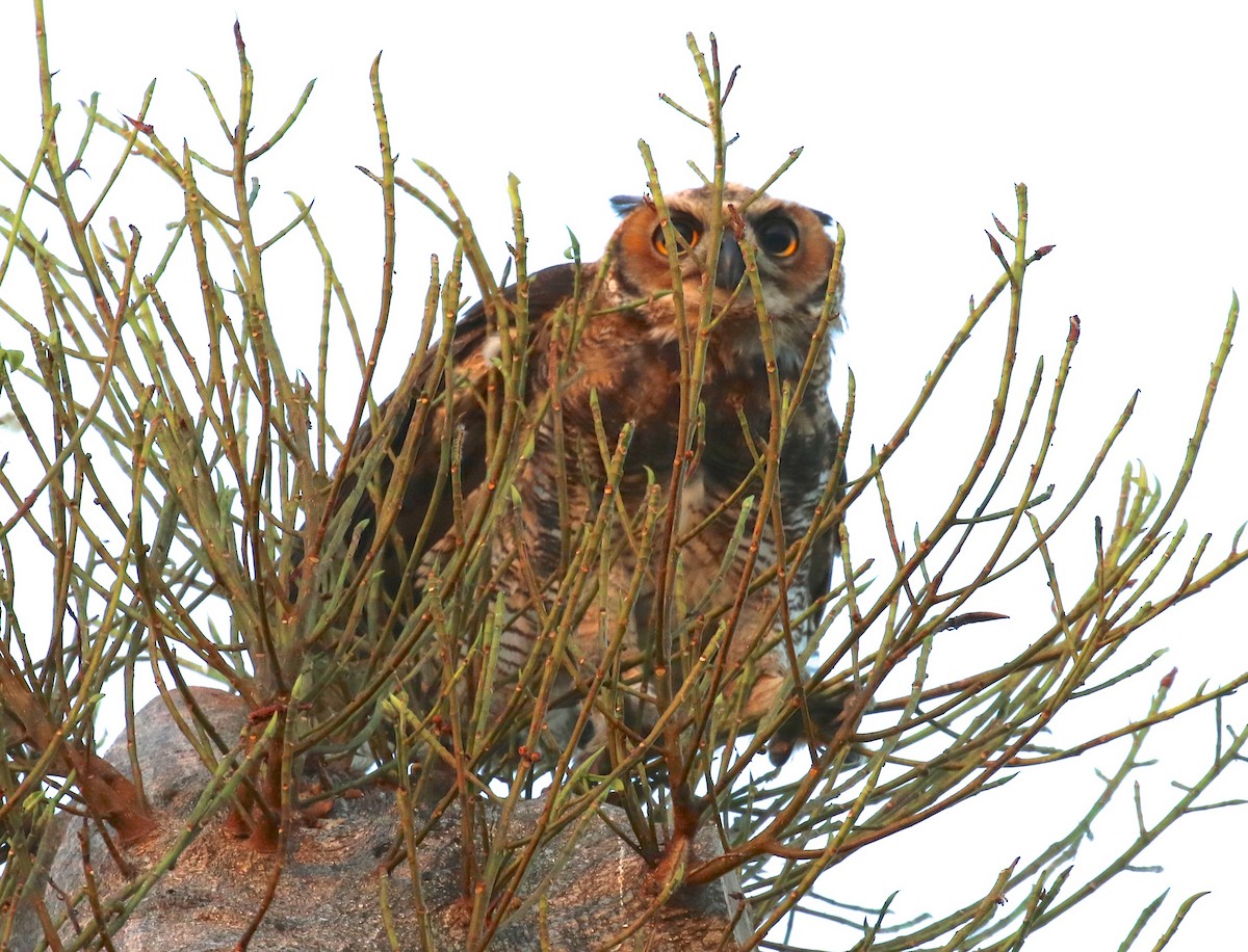 Great Horned Owl - Harold Brewer