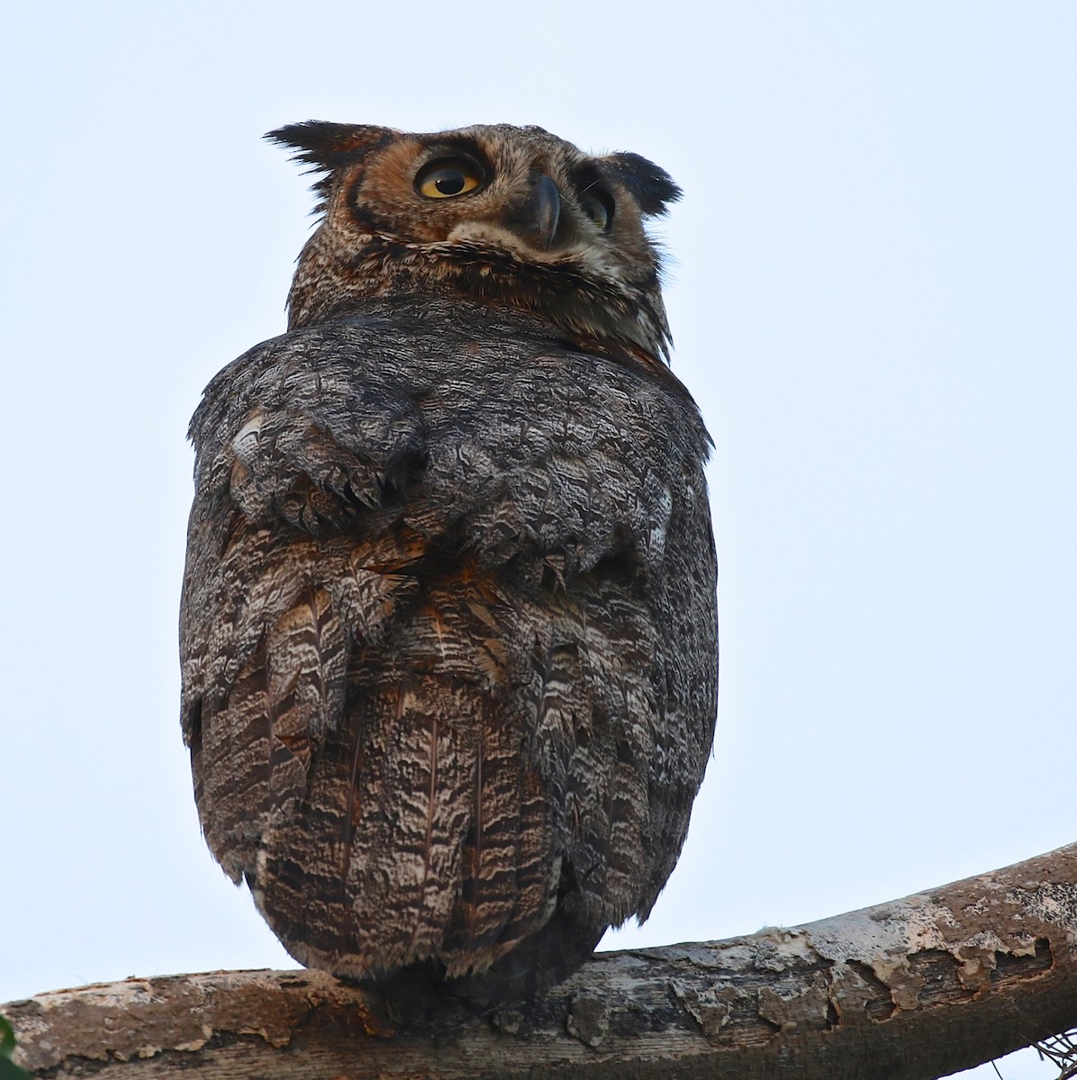 Great Horned Owl - ML92213291