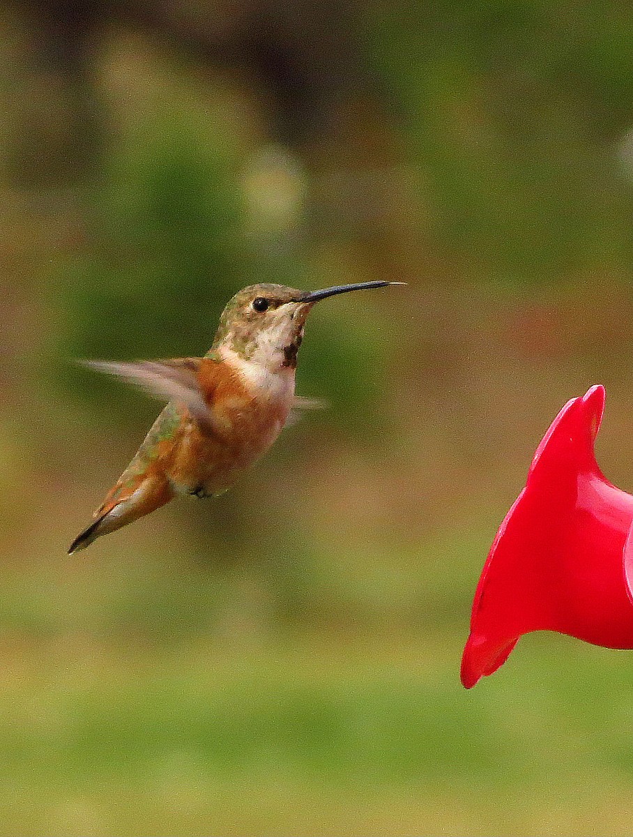 Rufous Hummingbird - Anne Moretti