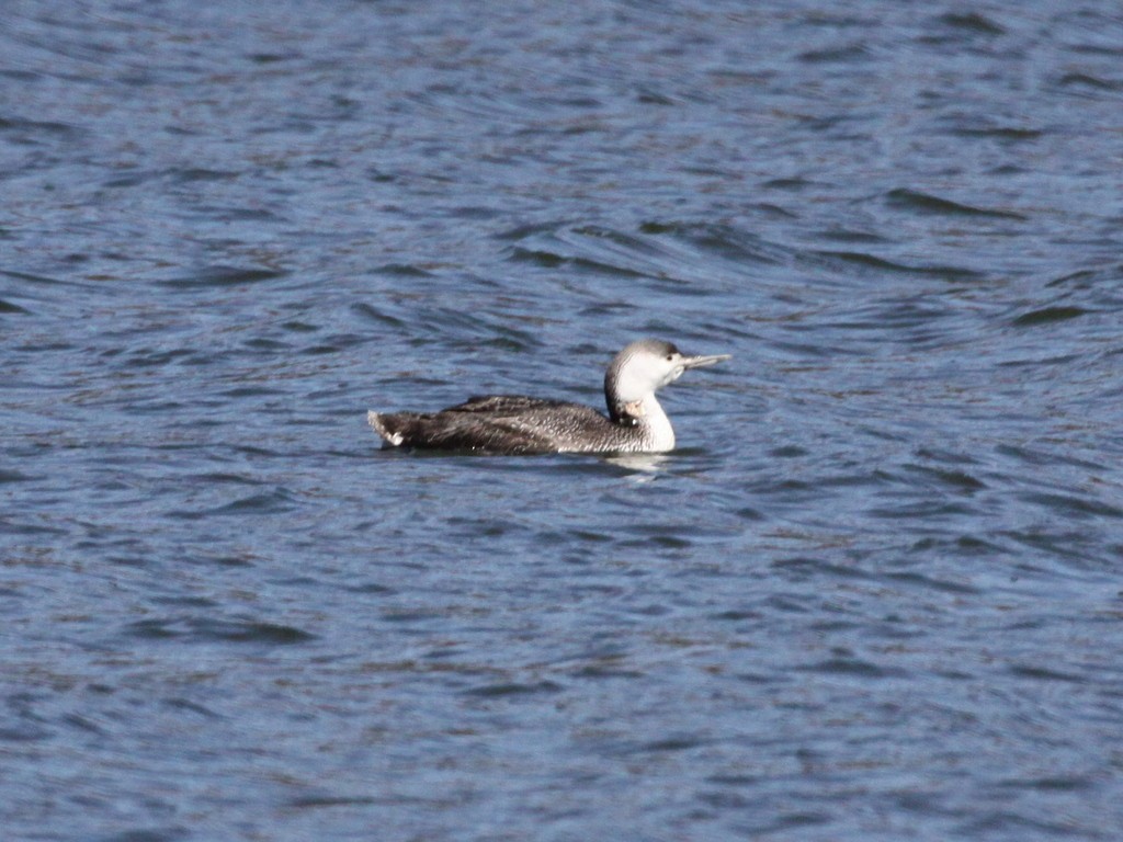 Red-throated Loon - Chuck Stirrat