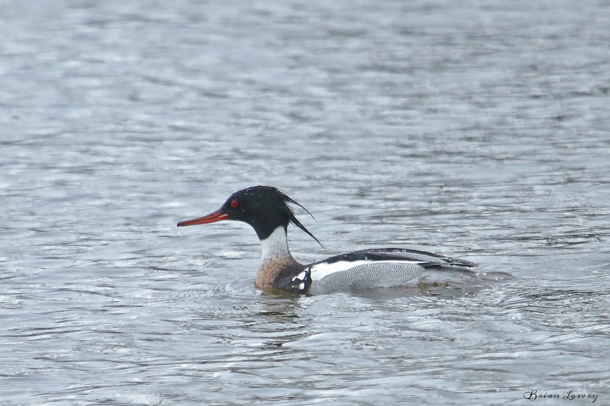 Red-breasted Merganser - Brian Lowry