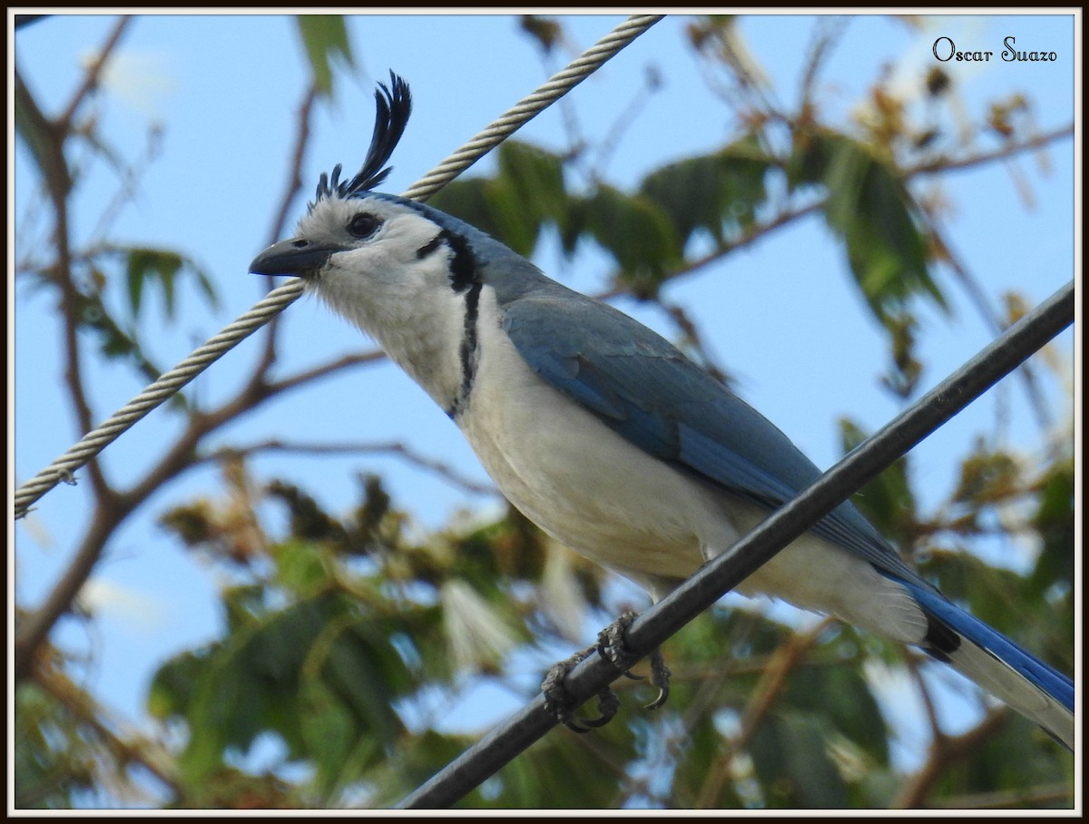 White-throated Magpie-Jay - ML92217901