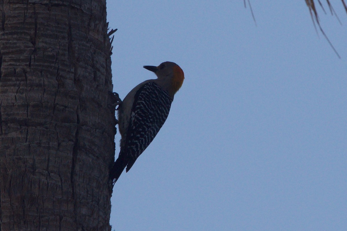 Golden-fronted Woodpecker - ML92220961