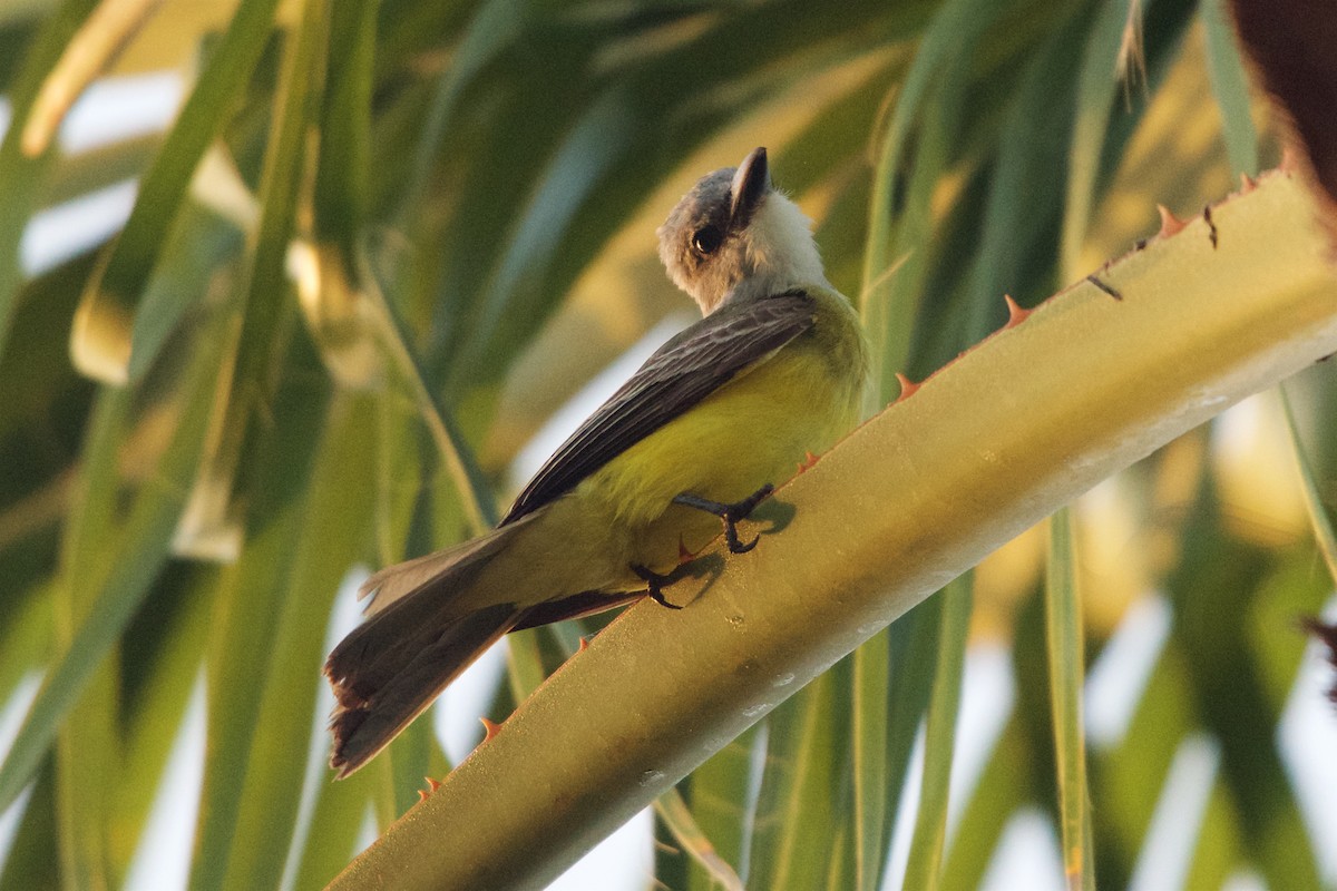 Couch's Kingbird - Hal Mitchell
