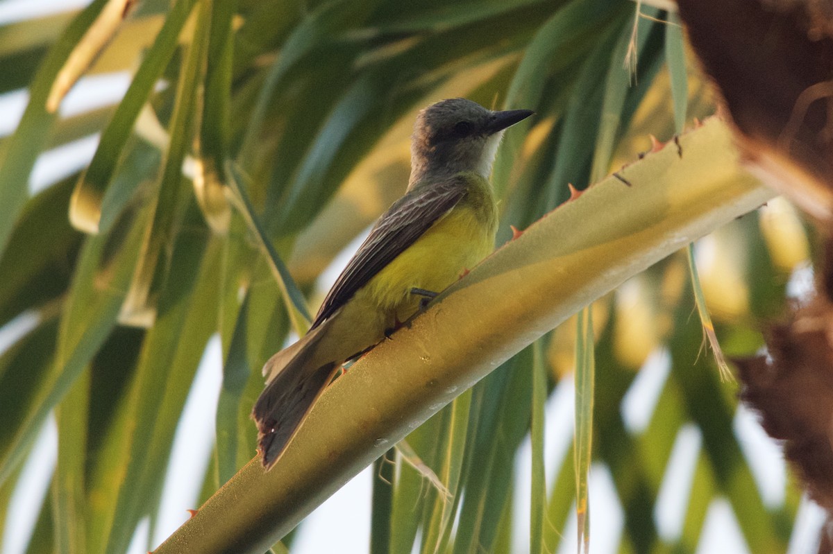 Couch's Kingbird - Hal Mitchell