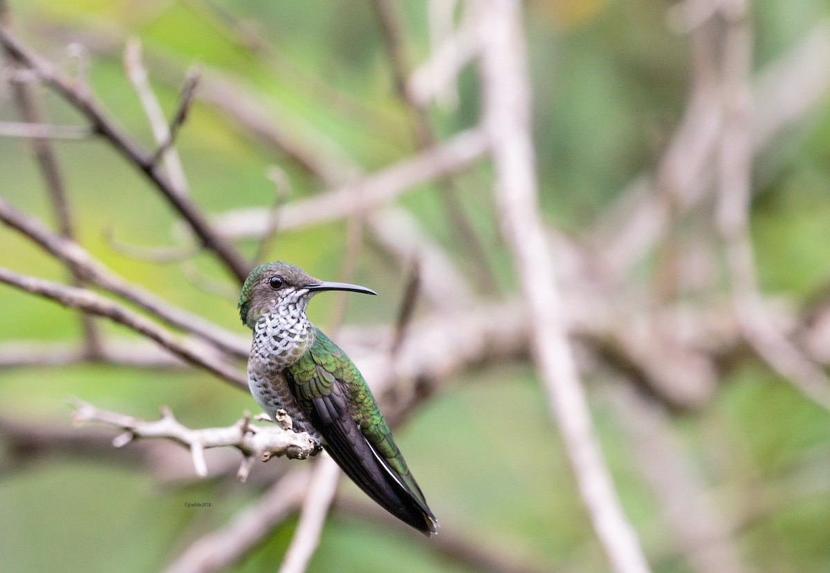 Many-spotted Hummingbird - Janice White