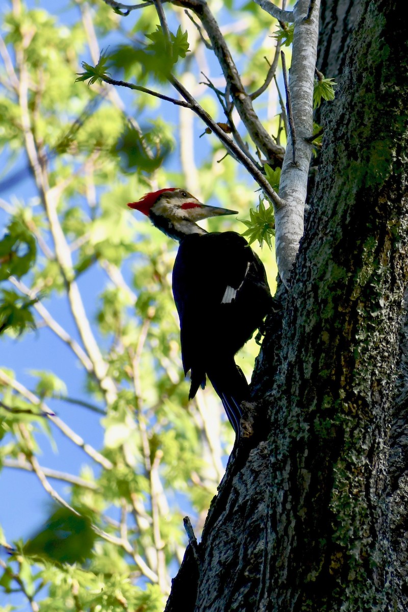 Pileated Woodpecker - P Chappell