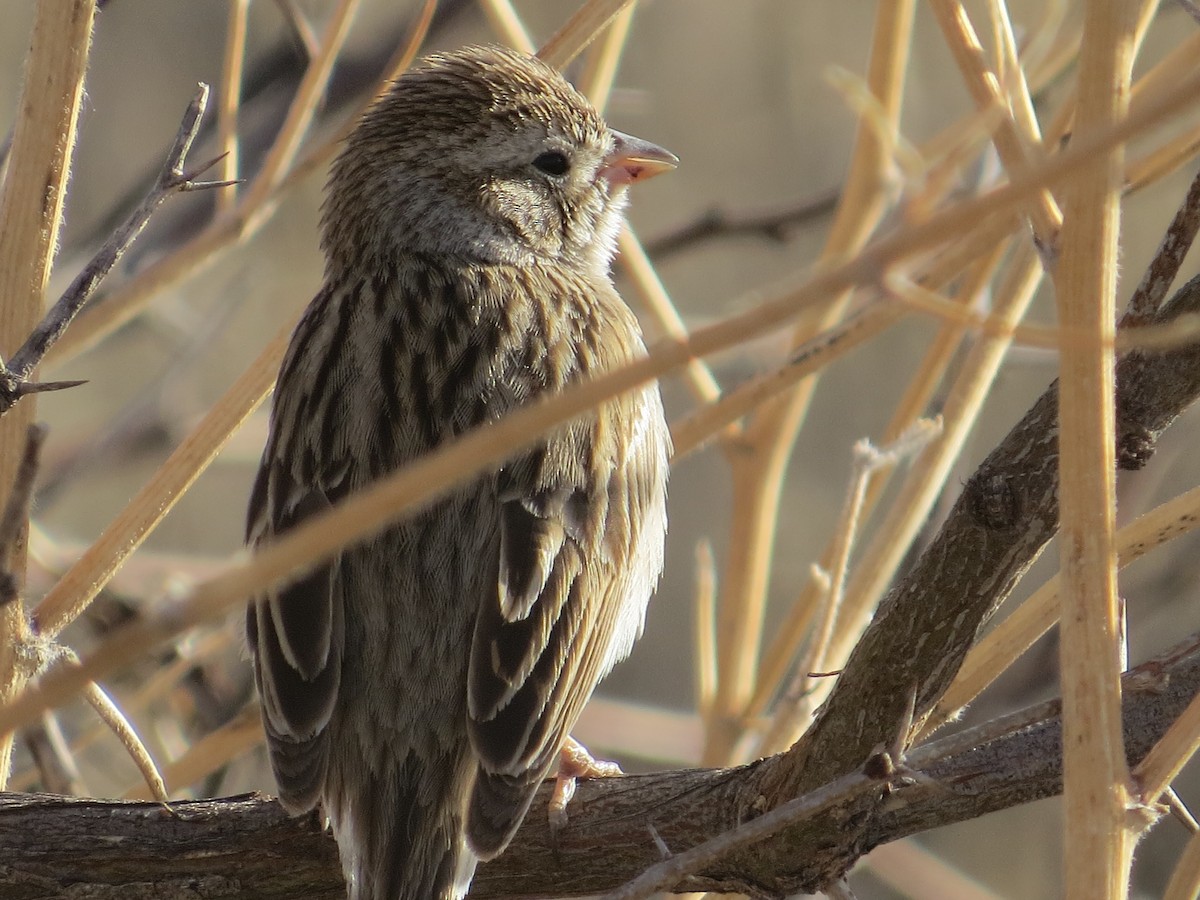 Brewer's Sparrow - Rob Woodward