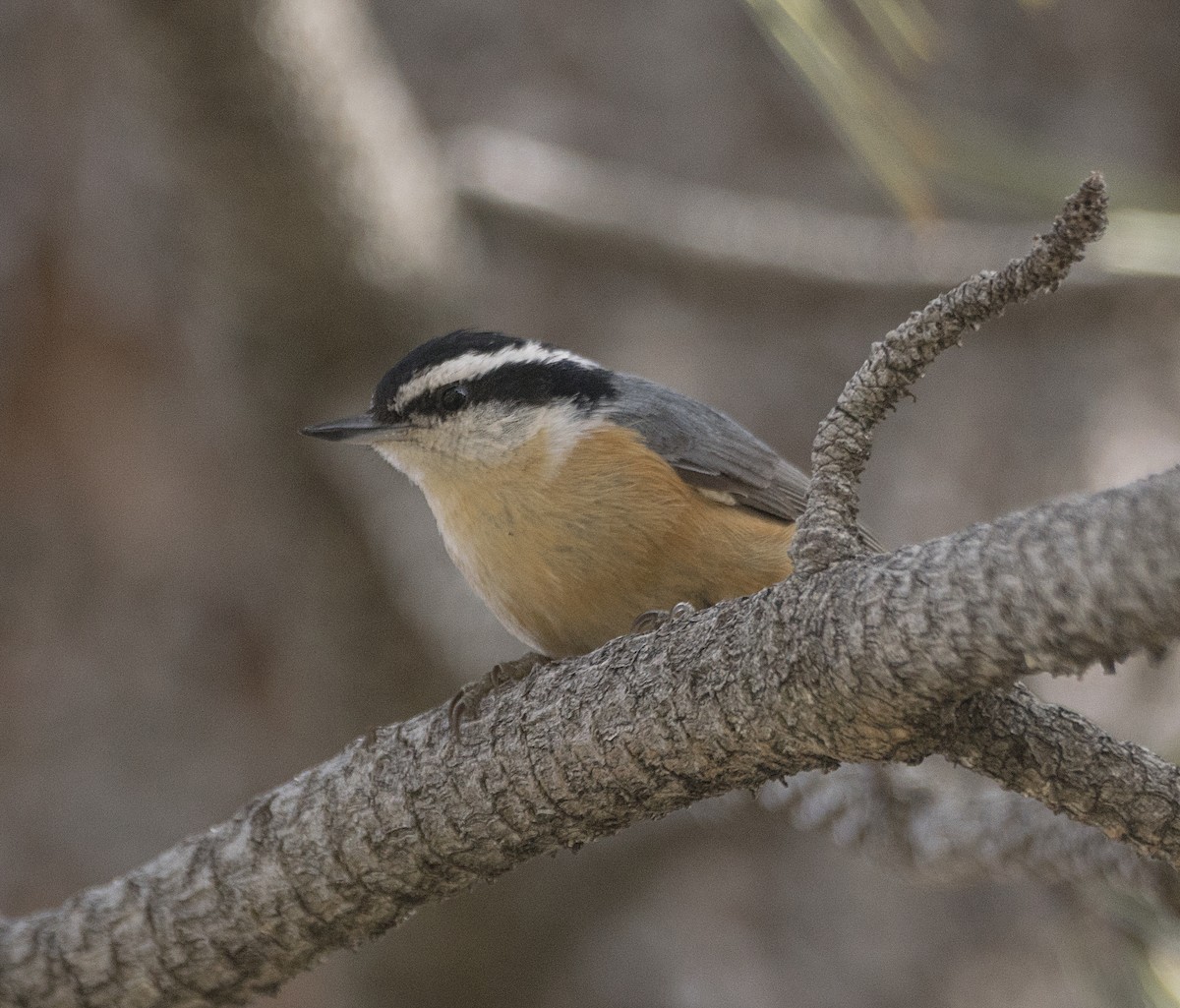 Red-breasted Nuthatch - Terry  Hurst