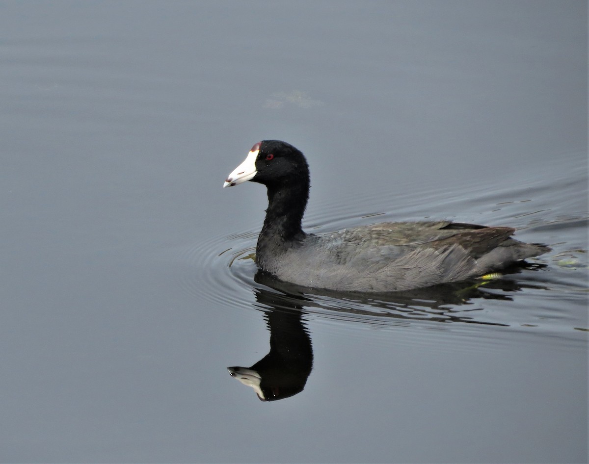 American Coot (Red-shielded) - Susan Young