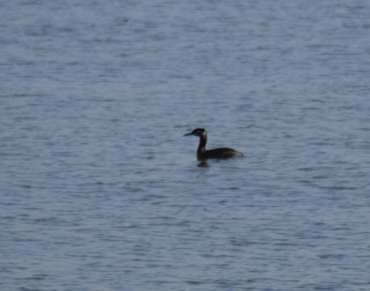 Red-necked Grebe - ML92233651