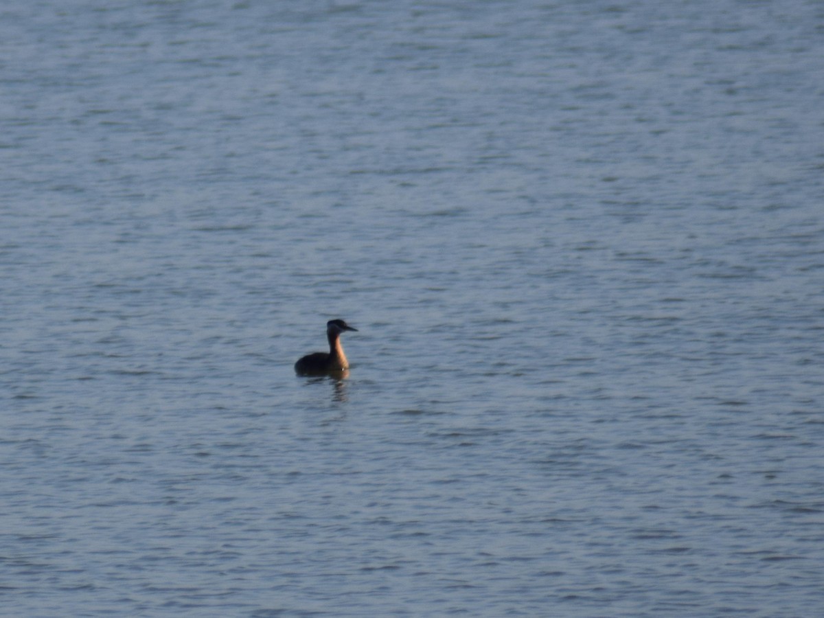 Red-necked Grebe - ML92233671
