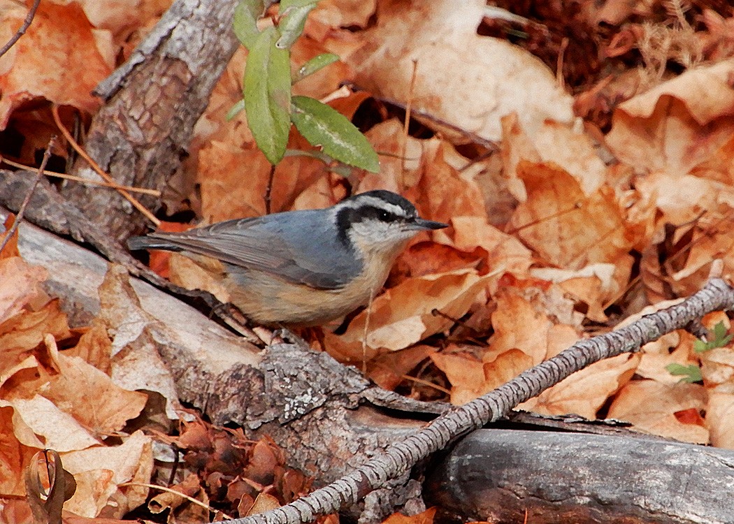 Red-breasted Nuthatch - Mark Thomson