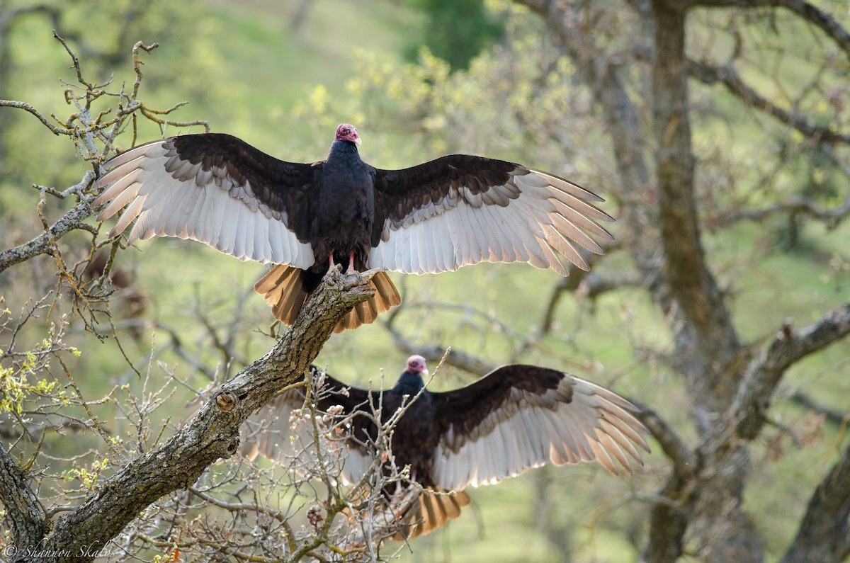 Turkey Vulture - Shannon Skalos