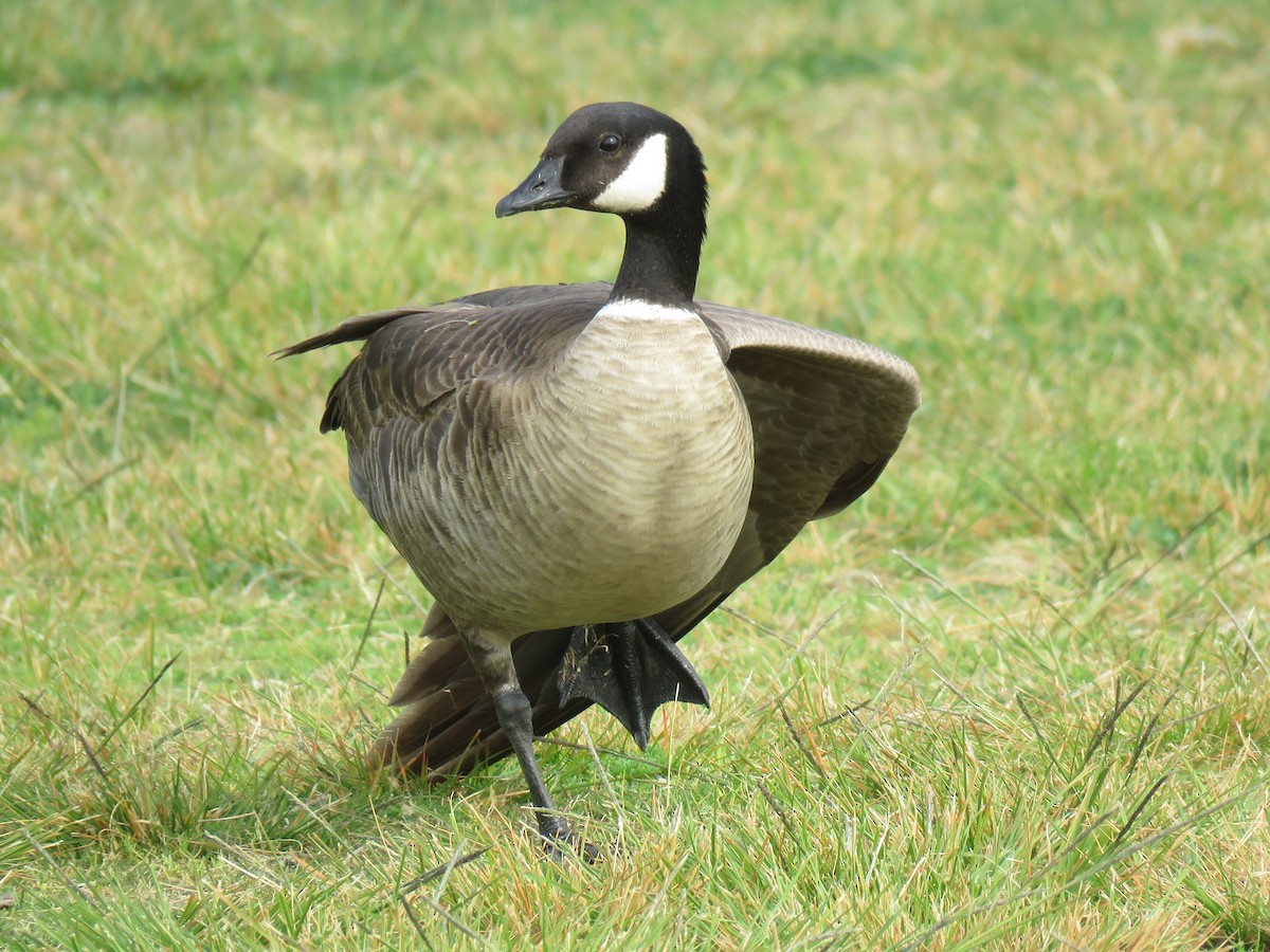 Cackling Goose (Aleutian) - Colin Dillingham