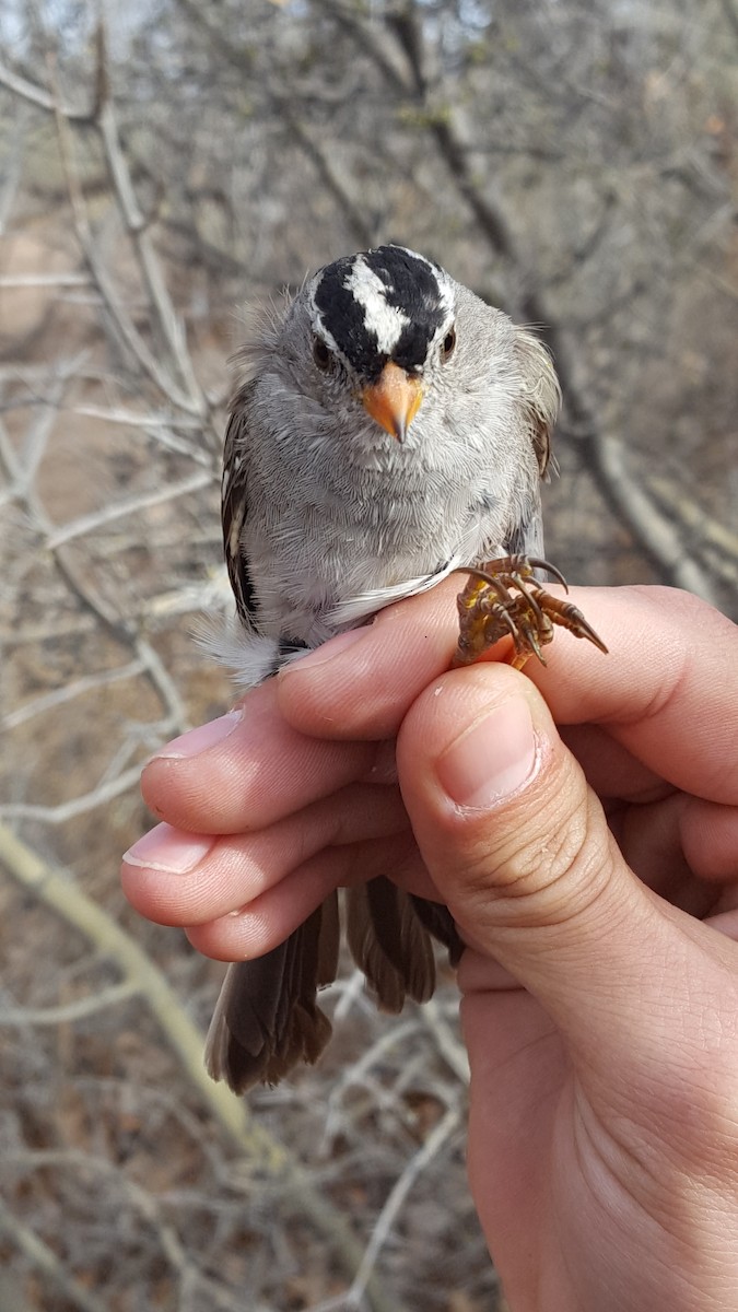 White-crowned Sparrow (Gambel's) - Nancy Cox