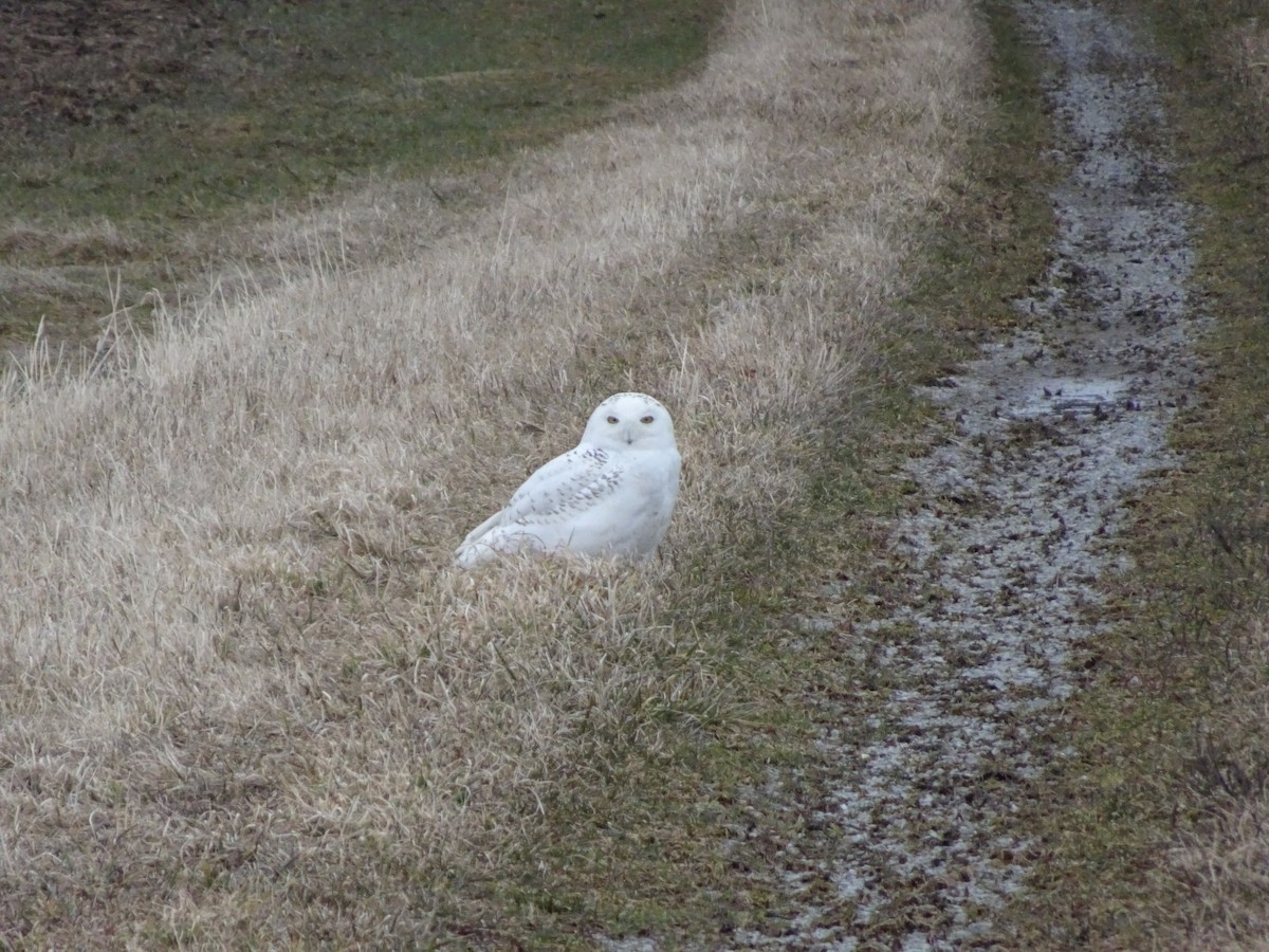 Snowy Owl - ML92250361