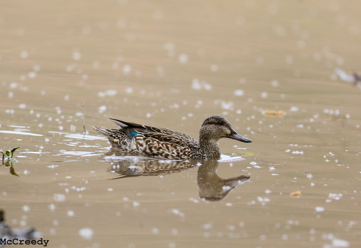 Green-winged Teal - ML92252151