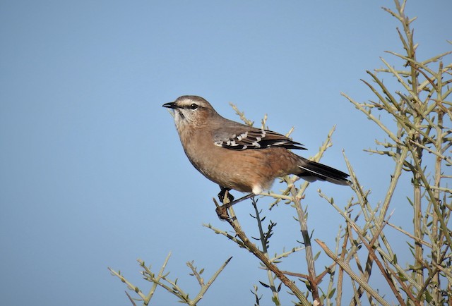Possible confusion species: Patagonian Mockingbird (<em class="SciName notranslate">Mimus patagonicus</em>). - Patagonian Mockingbird - 