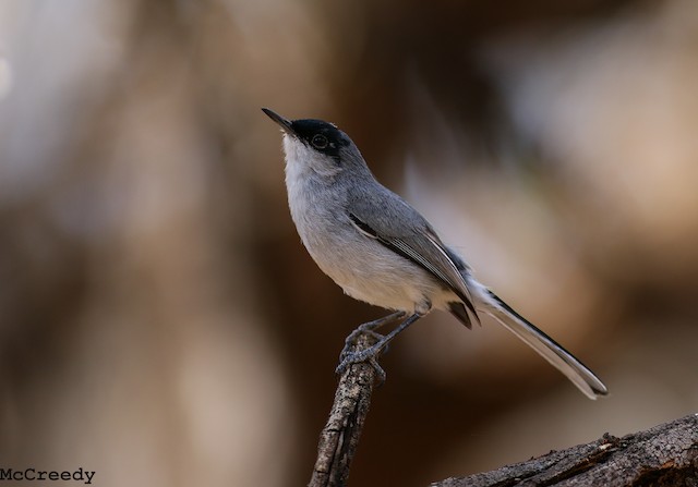 California Gnatcatcher - eBird