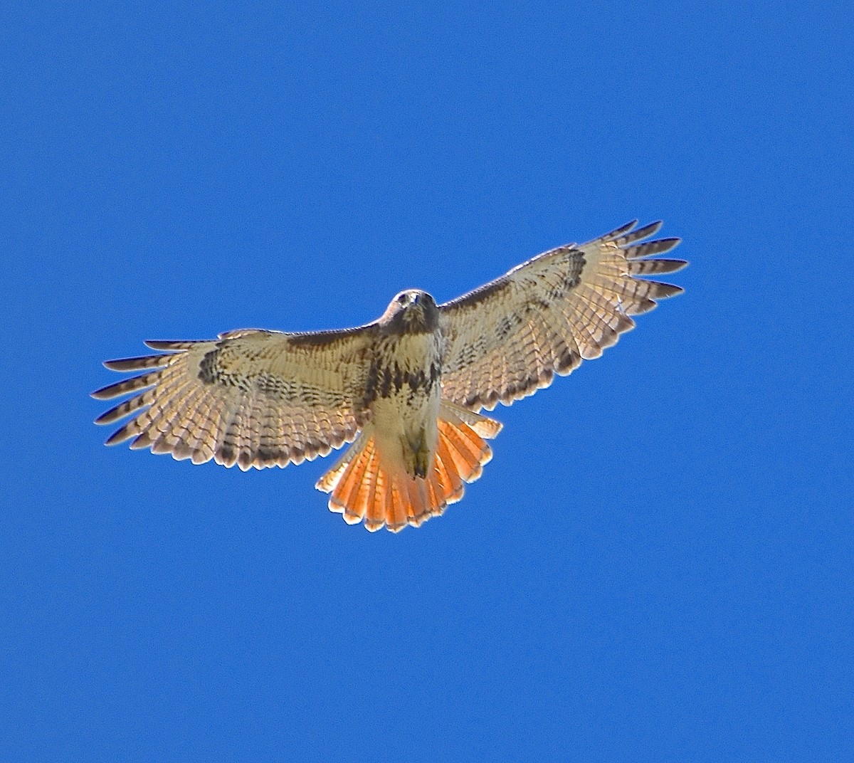 Red-tailed Hawk - Michael Brower