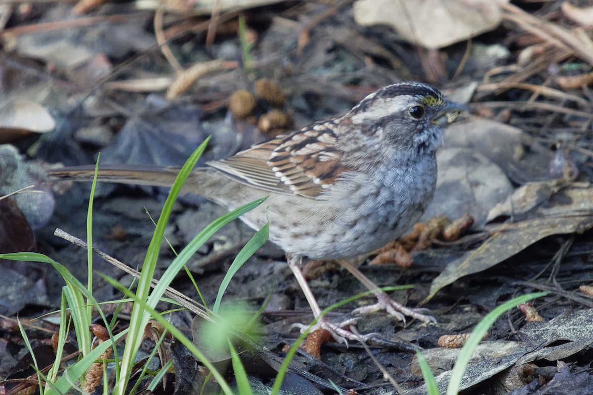 White-throated Sparrow - Dina Perry