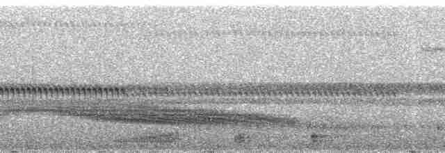 Swallow-tailed Nightjar - ML92254