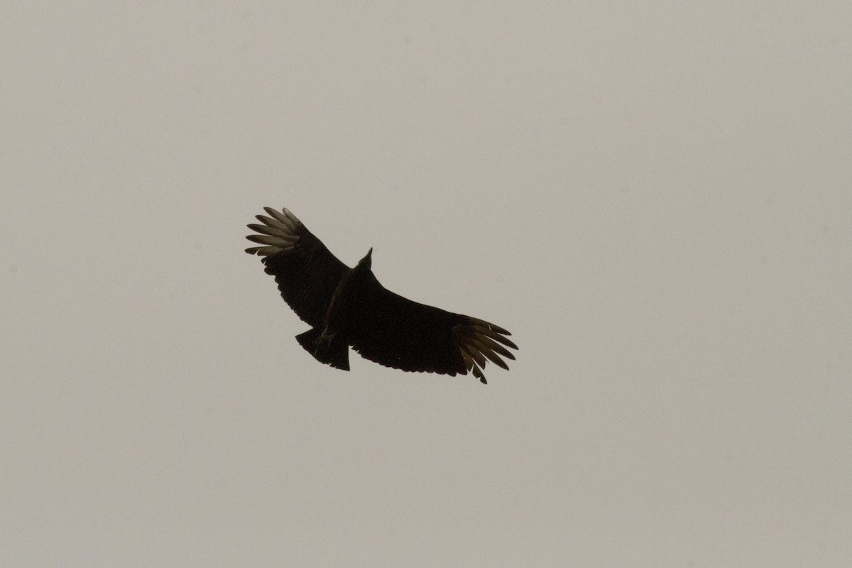Black Vulture - ML92255271