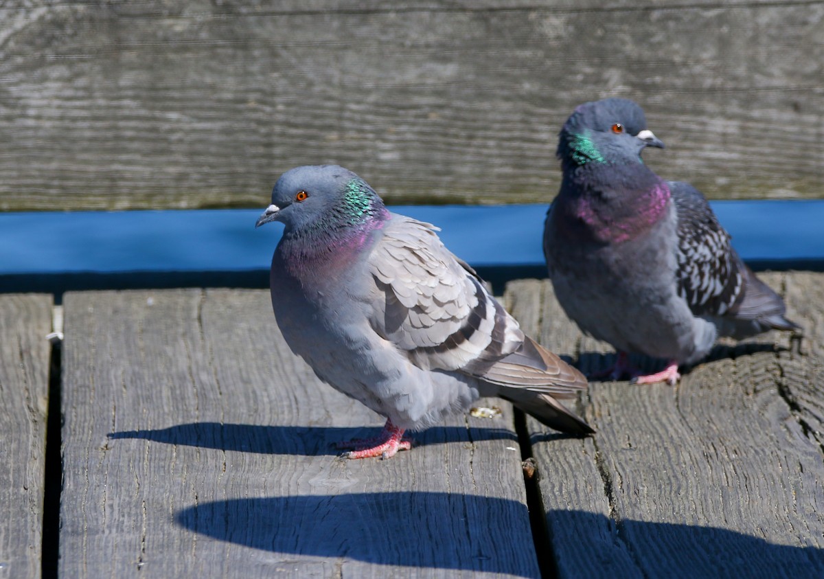 Rock Pigeon (Feral Pigeon) - ML92256141