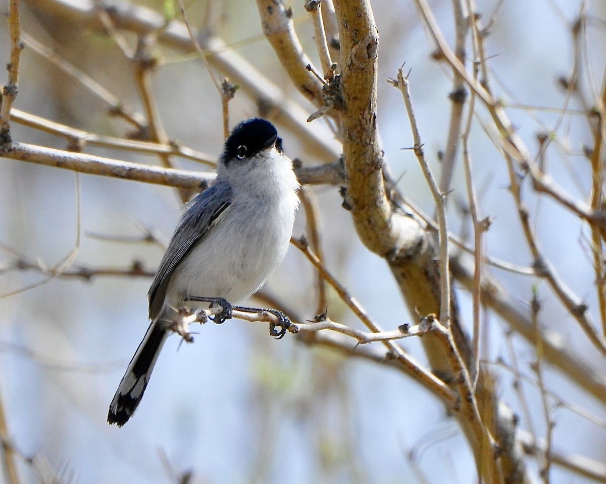 Black-tailed Gnatcatcher - Tuck Russell