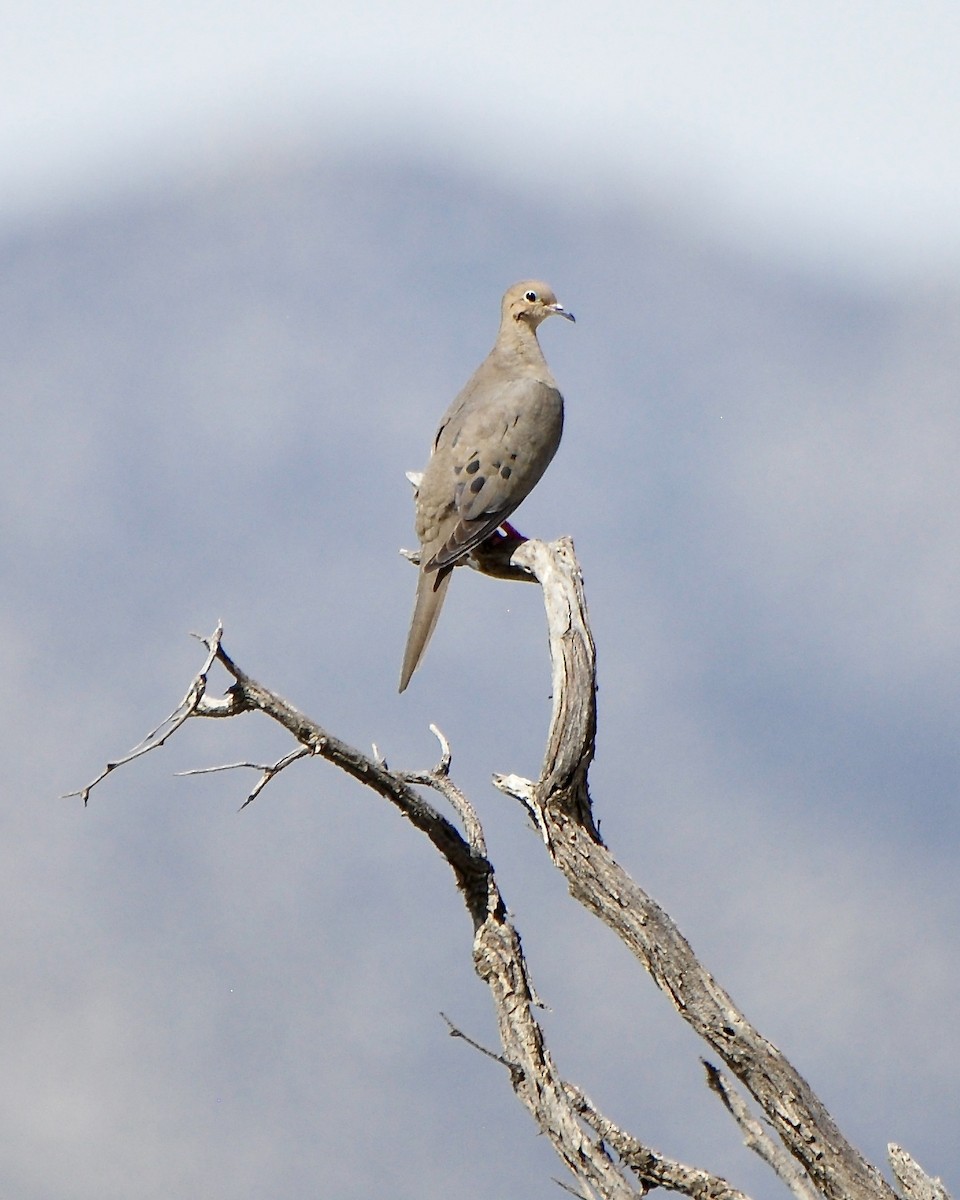Mourning Dove - Tuck Russell