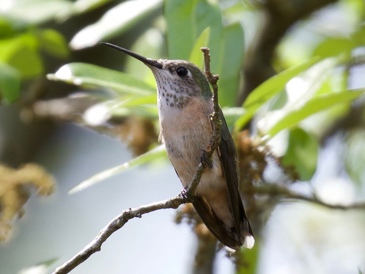 Calliope Hummingbird - ML92260071