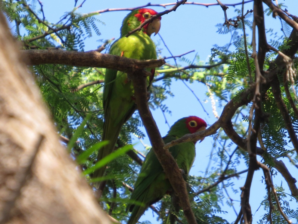 Red-masked Parakeet - ML92260241