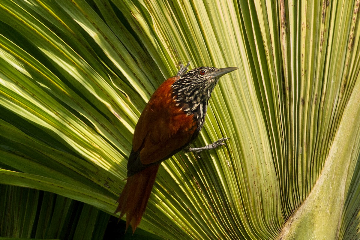 Point-tailed Palmcreeper - Lorena Patrício