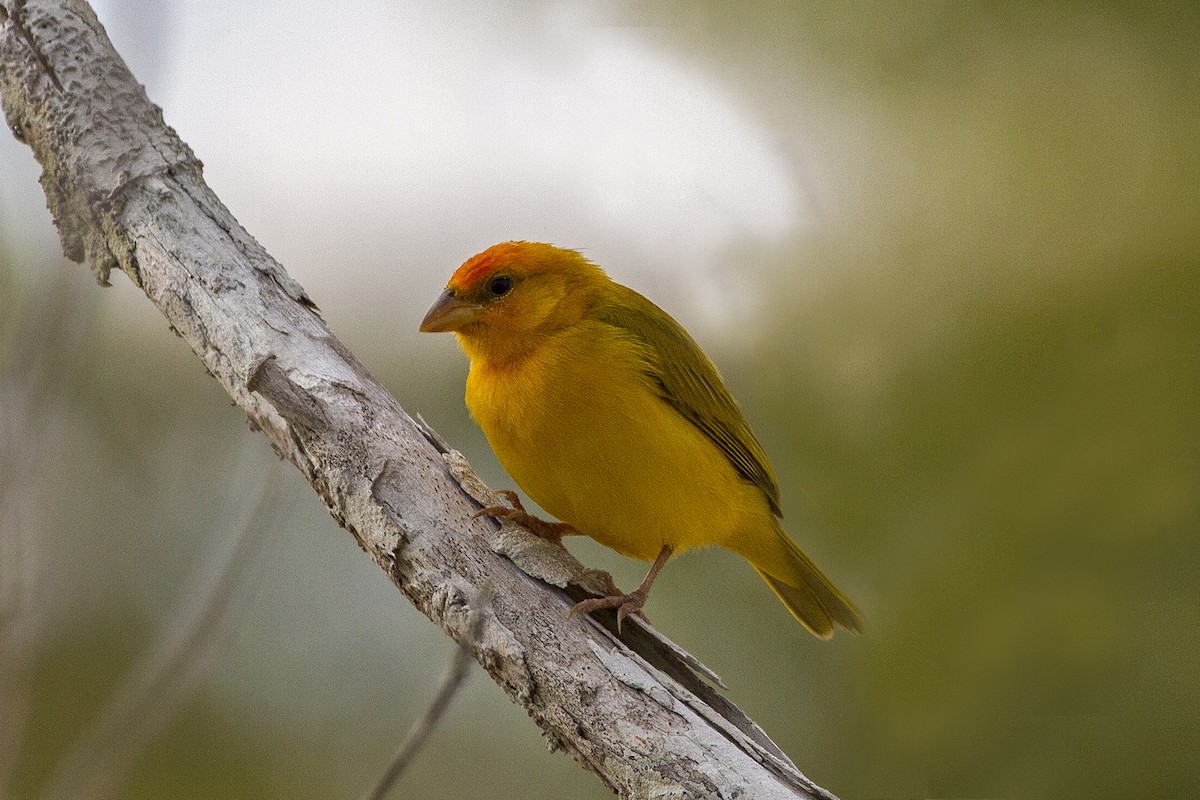 Orange-fronted Yellow-Finch - ML92262391