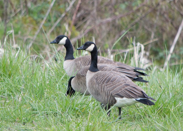 Cackling Goose (Branta hutchinsii) - Birds & Wetlands