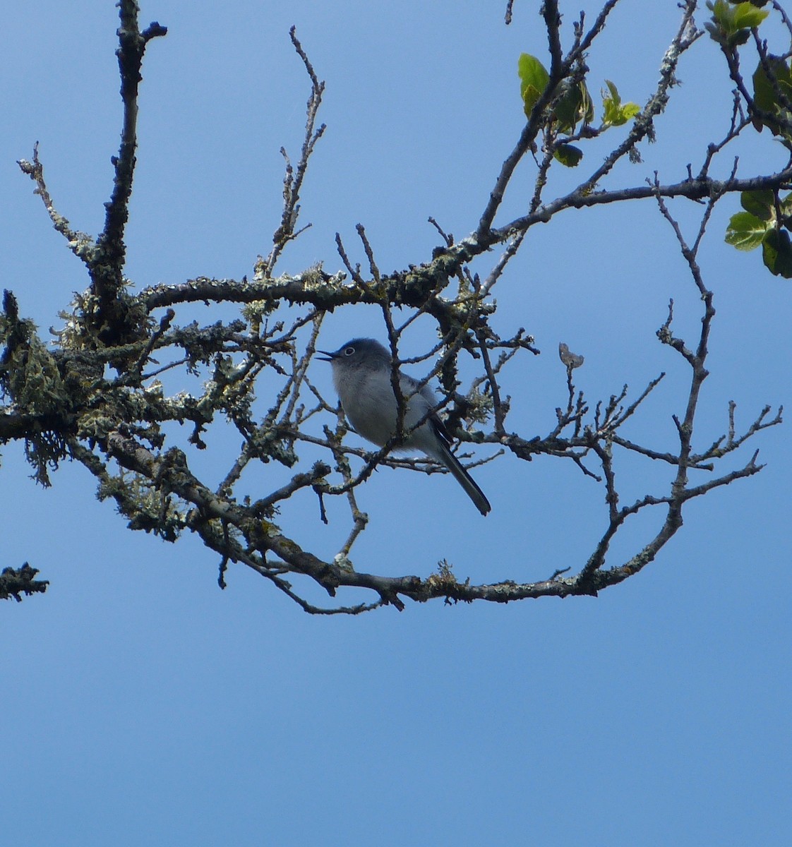 Blue-gray Gnatcatcher - Malia DeFelice