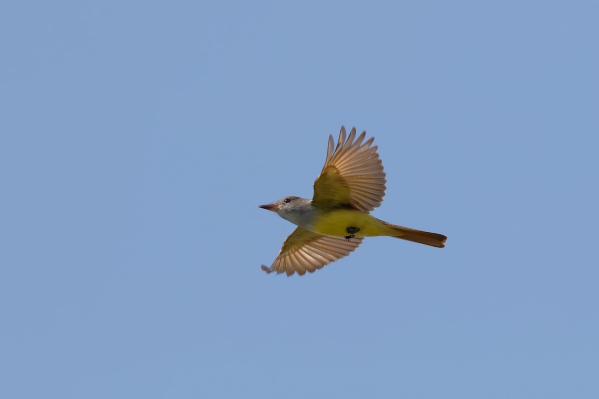 Great Crested Flycatcher - ML92264471