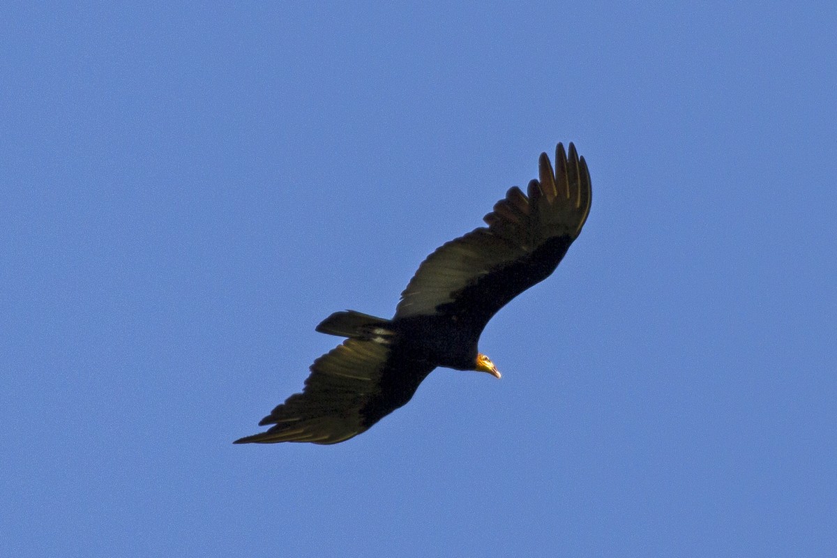 Greater Yellow-headed Vulture - Lorena Patrício