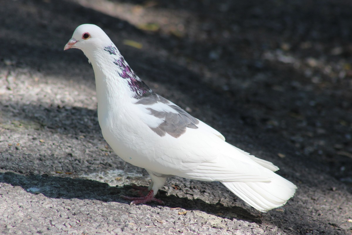 Rock Pigeon (Feral Pigeon) - ML92264961