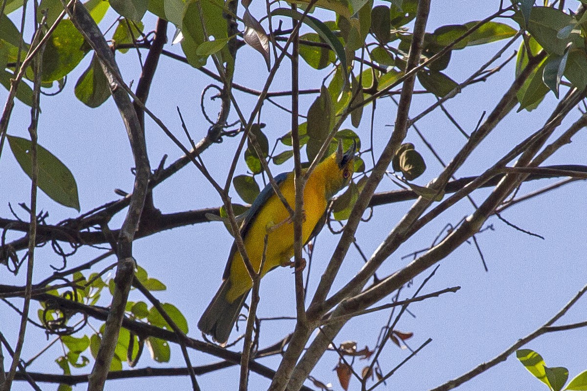 Blue-backed Tanager - ML92265161