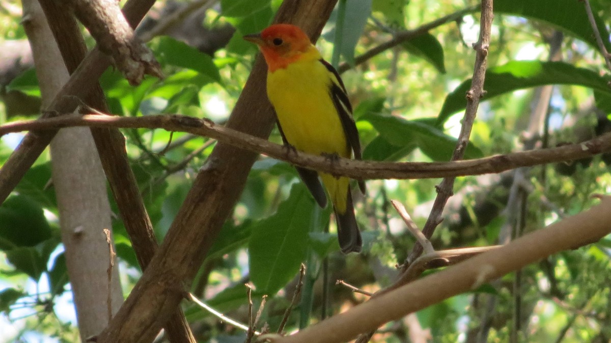 Western Tanager - ML92265521