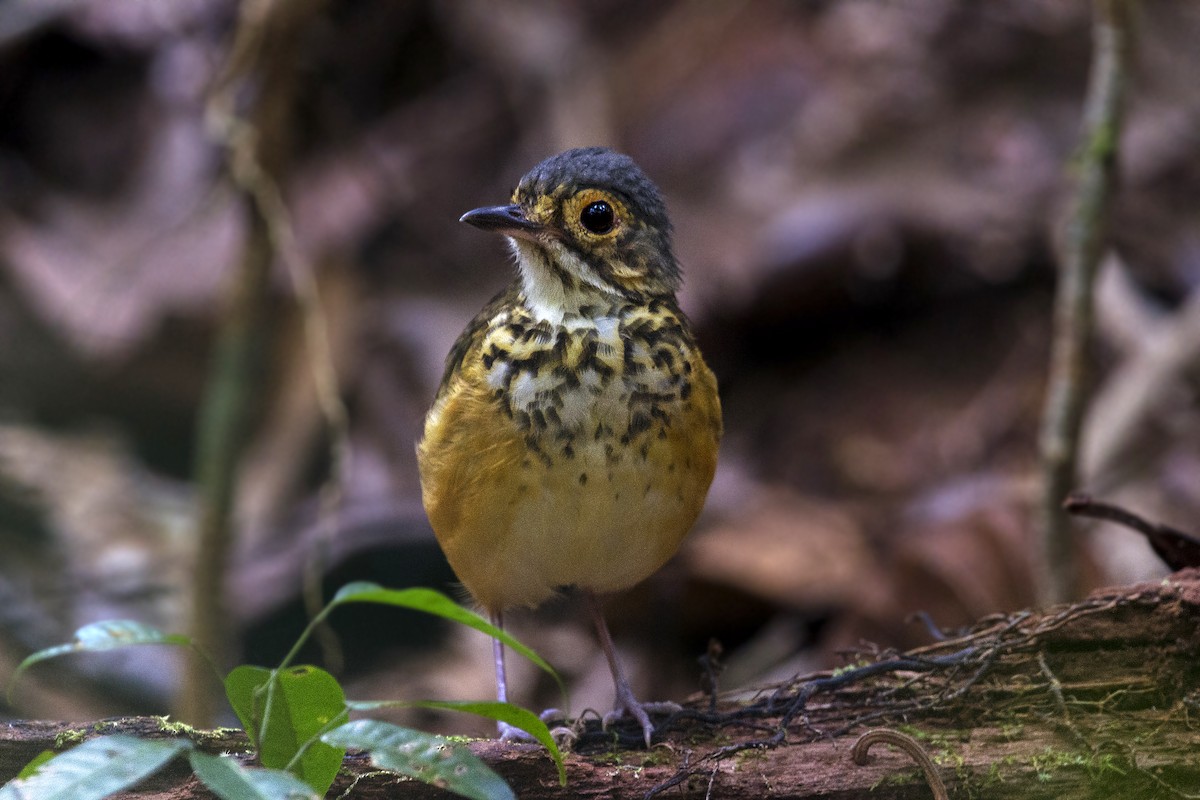 Spotted Antpitta - ML92265641