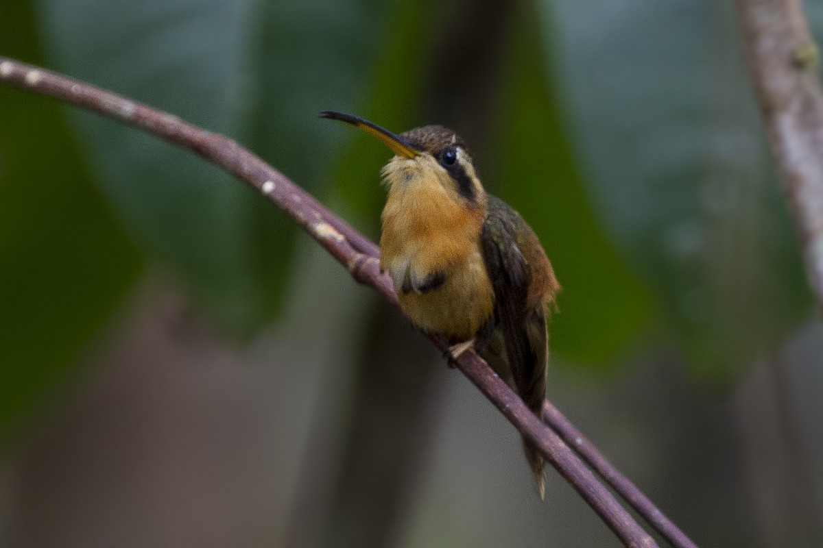 kolibřík malý - ML92266471