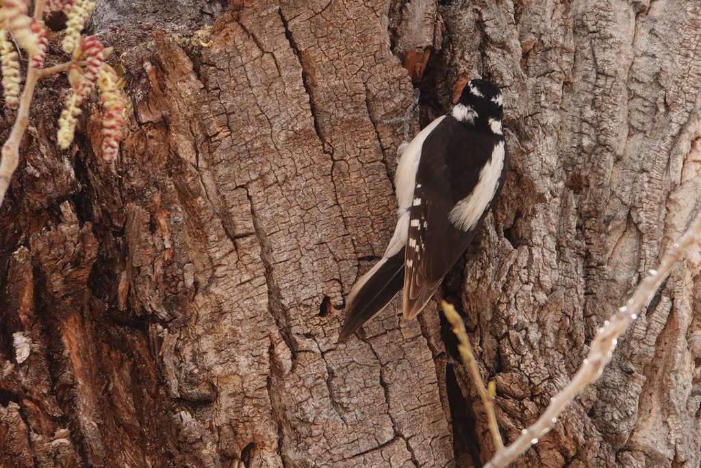 Hairy Woodpecker (Rocky Mts.) - ML92266541