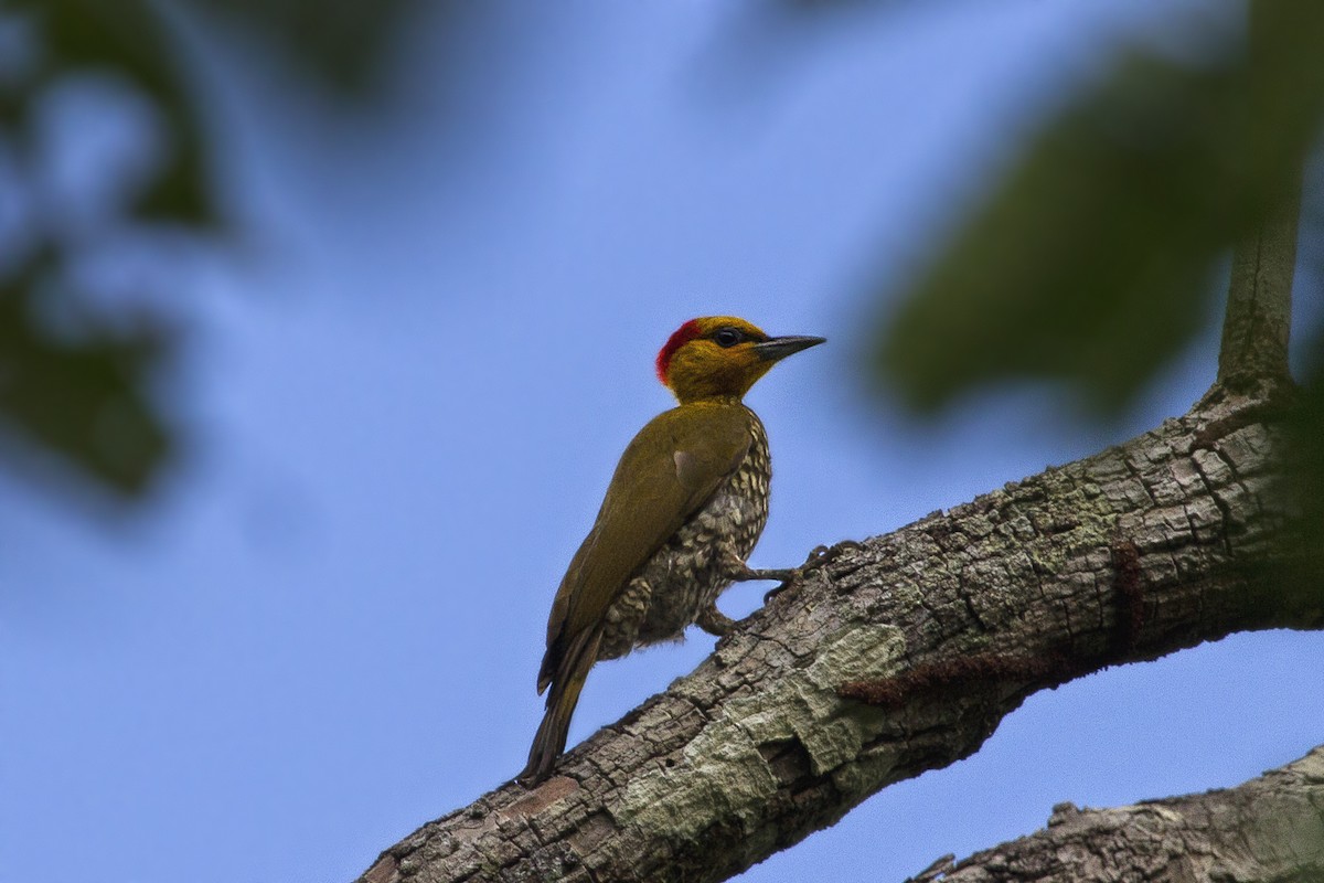Yellow-throated Woodpecker - ML92266821