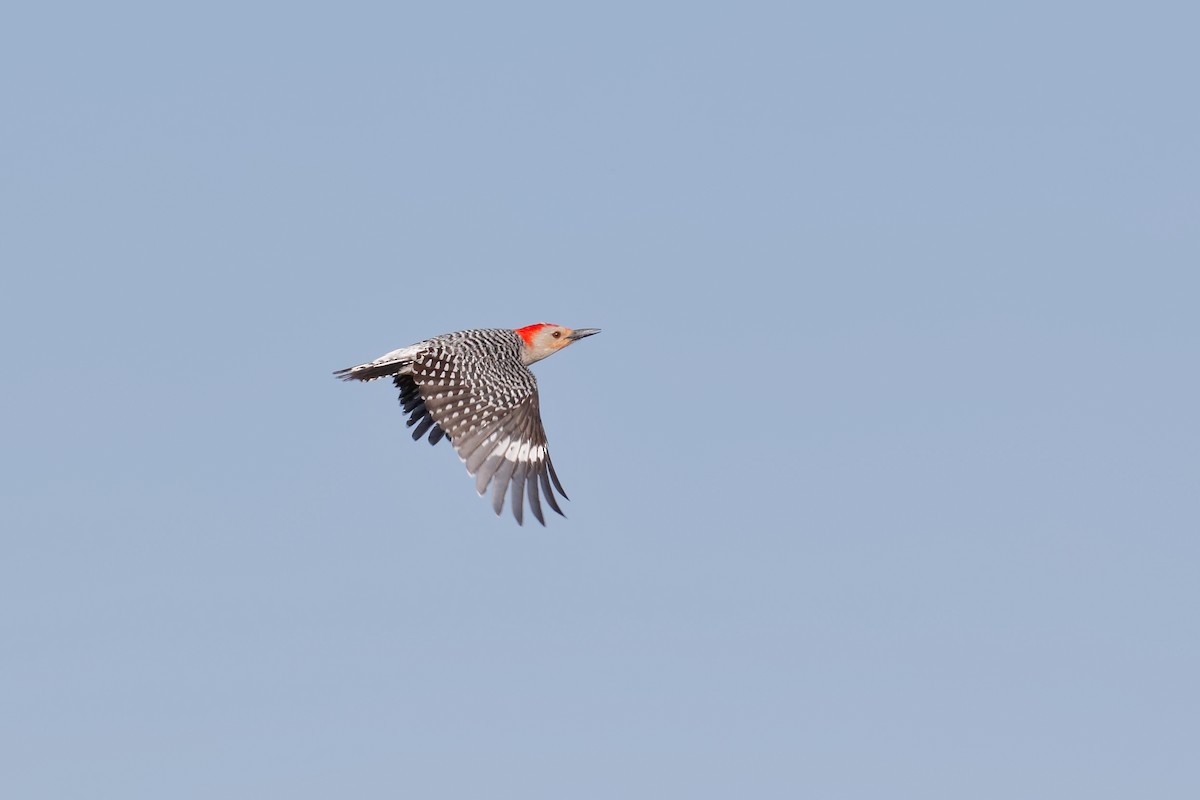 Red-bellied Woodpecker - ML92267811